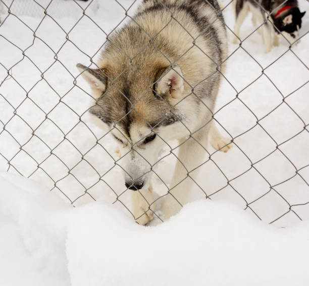 istock Siberian Husky playing in the snow 825677834