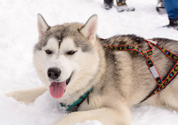 istock Siberian Husky in the winter forest, closeup. 825677848