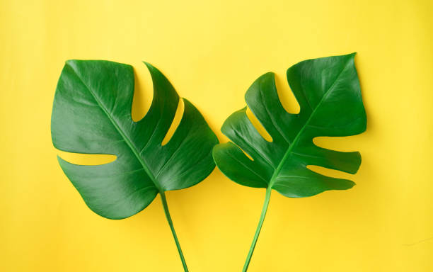 istock Real tropical leaves on pastel color background. 825677856