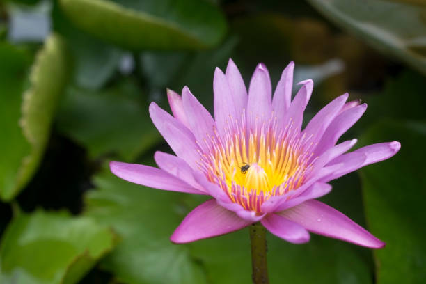 istock lotus or water lily in pond 825681018