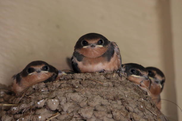 istock Barn Swallow Babies in the Nest 825681158