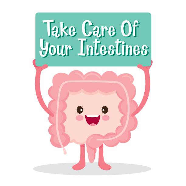 Intestines, Human Internal Organ, Cartoon Character Physiology, Structure, Medical Profession, Morphology, Healthy human intestine stock illustrations