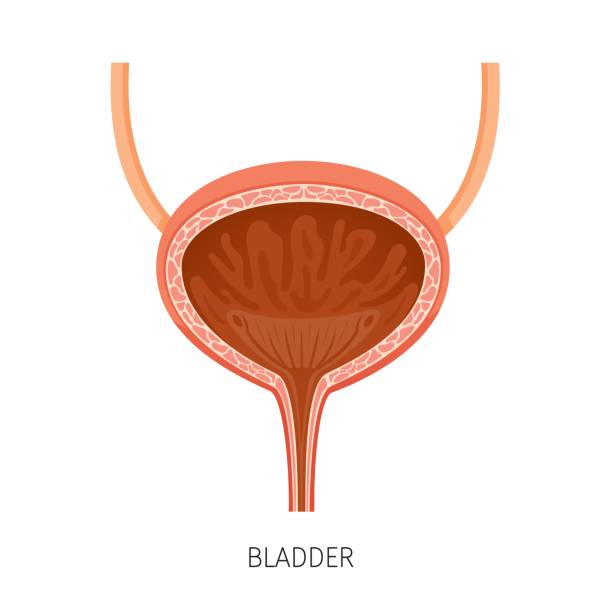 istock Cross Section Of Bladder, Human Internal Organ Diagram 825683566