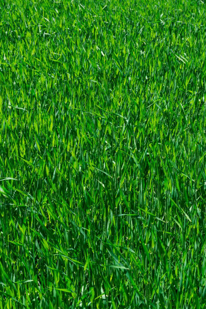 istock texture of the green grass 825683708