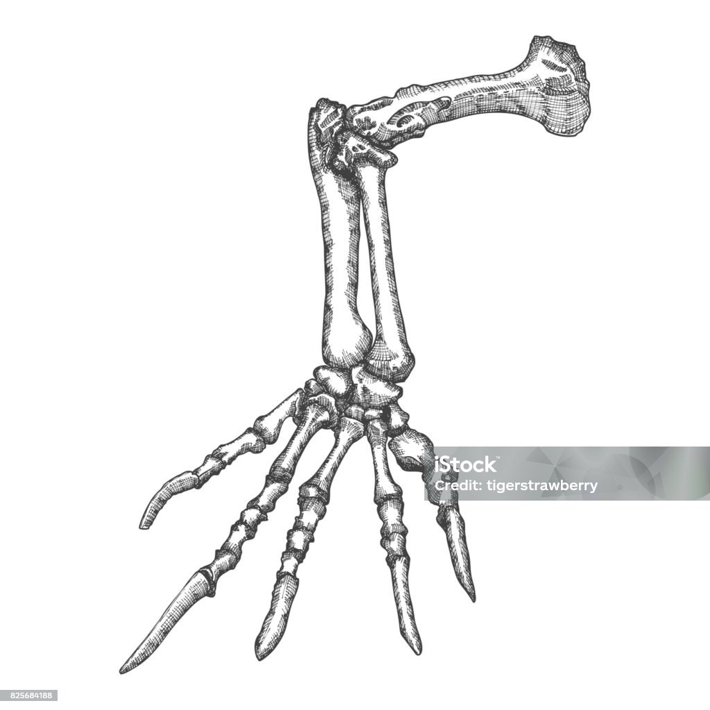 Vẽ xương thằn lằn của bàn tay: Hãy trang trí bàn tay của mình với những bức tranh tuyệt đẹp bằng cách vẽ xương thằn lằn. Tìm hiểu về vị trí và cách thiết kế xương để tạo nên những kết quả vẽ ấn tượng.