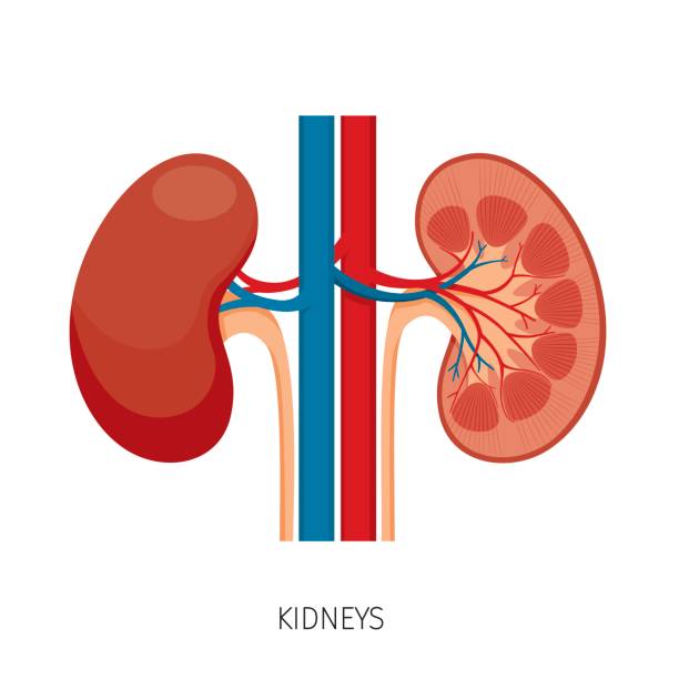 illustrazioni stock, clip art, cartoni animati e icone di tendenza di sezione trasversale dei reni, diagramma degli organi interni umani - biomedical illustration