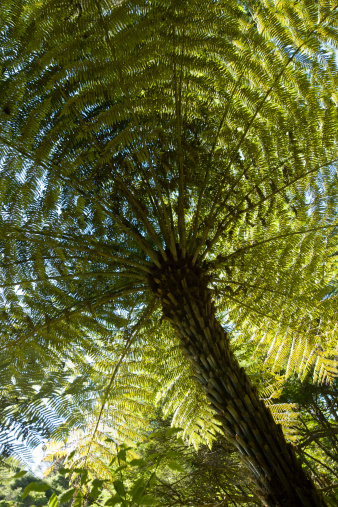 The New Zealand Tree Fern, or Wheki in Maori, (Dicksonia squarrosa) Great Barrier Islands, New Zealand