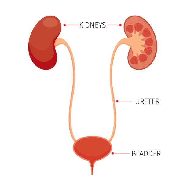 Kidneys And Bladder, Human Internal Organ Diagram Physiology, Structure, Medical Profession, Morphology, Healthy bladder stock illustrations