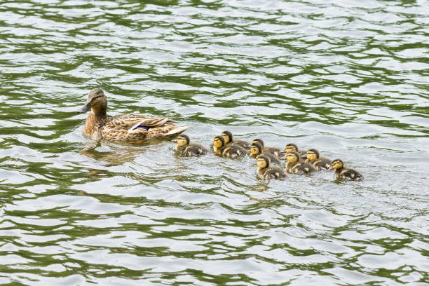 istock duck with ducklings in the pond 825685386