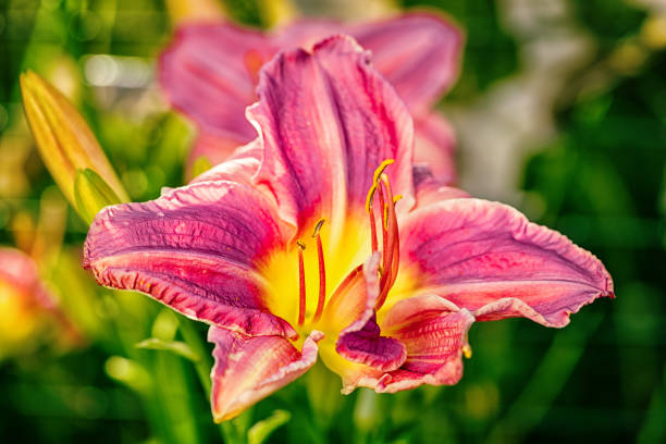 istock one pink daylily illuminated by sunset sunlight close up 825688146