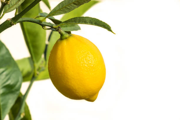 citron sur citronnier isolé sur fond blanc avec espace de copie - lemon fruit citrus fruit yellow photos et images de collection