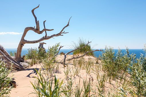 Ghost Tree of Sleeping Bear Dunes National Lakeshore. An ancient tree, eroding from decades in the dunes, can be seen with Lake Michigan in the background. Empire Michigan