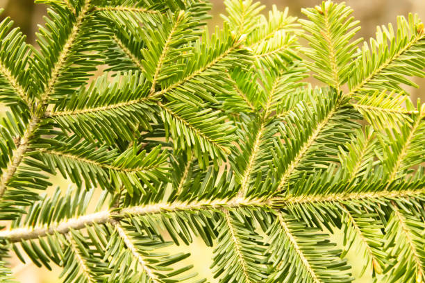 istock Branch of Fir - Directly Above 825696584