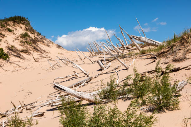 Ghost Forest of Sleeping Bear Dunes National Lakeshore. Ancient trees stand in the sand dunes, with scrub brush in the foreground. Empire Michigan