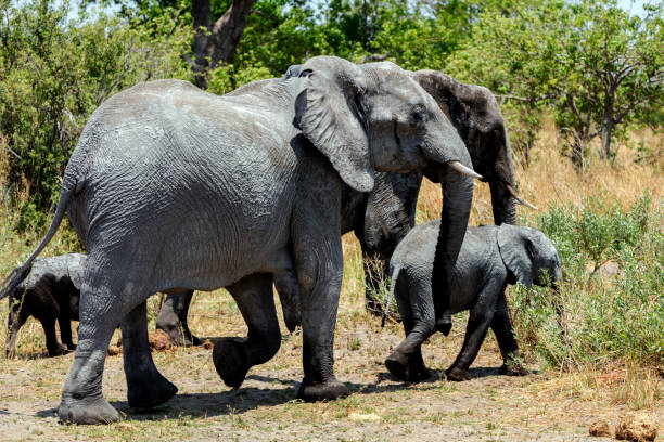istock Family of African elephants 825699278