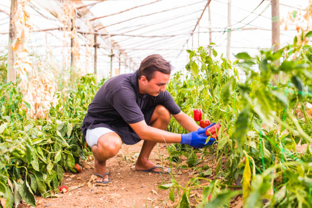 homem jovem agricultor verificando sua plantação de pimentão em estufa - pepper bell pepper growth ripe - fotografias e filmes do acervo