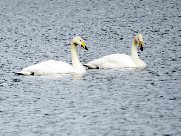 istock Iceland pair of whooper swans 2017 825710658