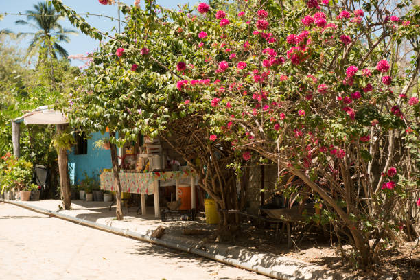 The village of Quimixto, Mexico in Nayarit has a quiet main street lined with lush tropical plants, palm trees and small buildings with local homes and small businesses. The rural, country road is empty on this sunny, hot, spring day.