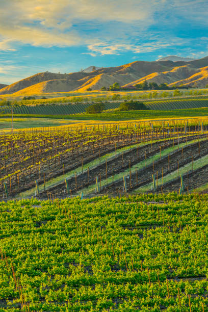 istock Spring vineyard in the Santa Ynez Valley Santa Barbara, CA(P) 825711492