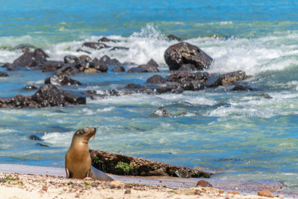 Sea wolf at shore of beach in Galapagos Islands, Ecuador