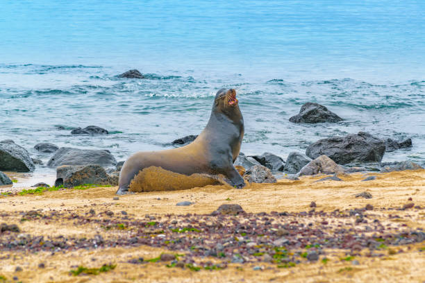 istock Sea Wolf at Rocky Beach, Galapagos, Ecuador 825711506
