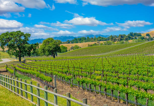 istock Spring vineyard in the Santa Ynez Valley Santa Barbara, CA(P) 825711514