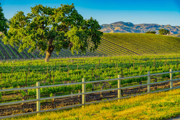 istock Spring vineyard in the Santa Ynez Valley Santa Barbara, CA 825711556