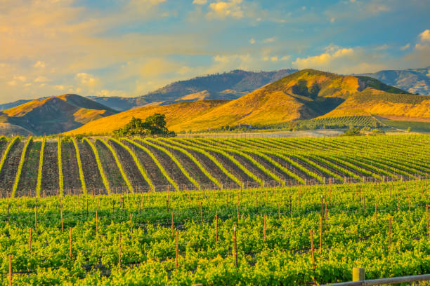 istock Spring vineyard in the Santa Ynez Valley Santa Barbara, CA 825711590