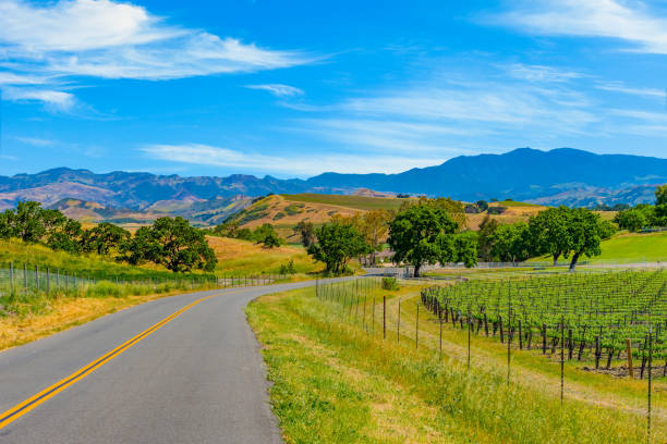 봄 포도 원에는 산타 ynez 계곡 산타 바바라, ca(p) - vineyard california santa barbara county panoramic 뉴스 사진 이미지