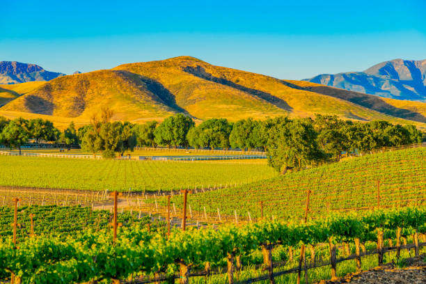 Spring vineyard in the Santa Ynez Valley Santa Barbara, CA Spring crop; wine country; rolling hills; rows of crops; lush vegetation; Travel destination; rolling vineyard; agricultural field vineyard california santa barbara county panoramic stock pictures, royalty-free photos & images