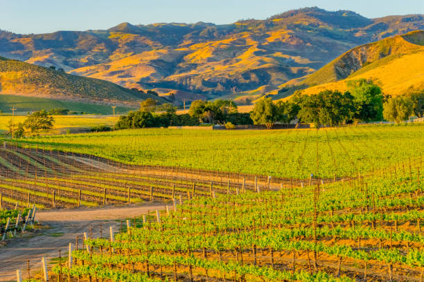 istock Spring vineyard in the Santa Ynez Valley Santa Barbara, CA(P) 825711802