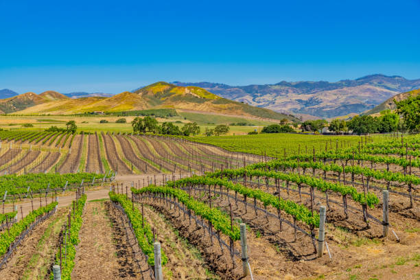 산타 ynez 계곡 산타 바바라, 캘리포니아 포도 원 봄 - vineyard california santa barbara county panoramic 뉴스 사진 이미지