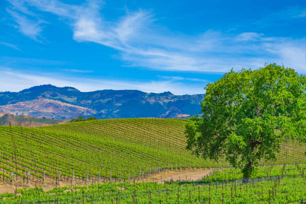 Spring vineyard in the Santa Ynez Valley Santa Barbara, CA Spring crop; wine country; rolling hills; rows of crops; lush vegetation; Travel destination; rolling vineyard; agricultural field vineyard california santa barbara county panoramic stock pictures, royalty-free photos & images