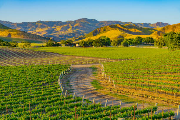 istock Spring vineyard in the Santa Ynez Valley Santa Barbara, CA 825711878