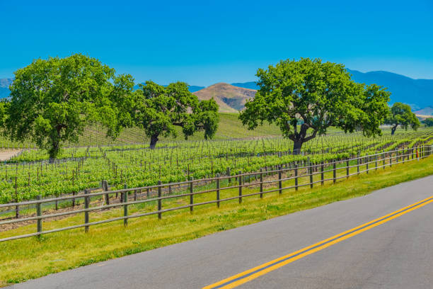 istock Spring vineyard in the Santa Ynez Valley Santa Barbara, CA 825711902