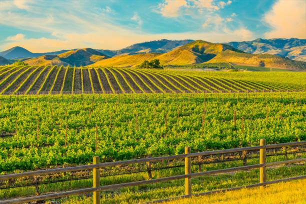 vignoble de printemps dans la santa ynez valley santa barbara, ca - california panoramic crop field photos et images de collection