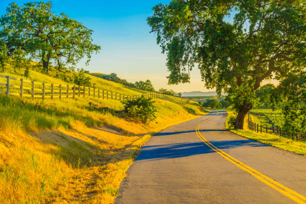 Spring vineyard in the Santa Ynez Valley Santa Barbara, CA Spring crop; wine country; rolling hills; rows of crops; lush vegetation; Travel destination; rolling vineyard; agricultural field vineyard california santa barbara county panoramic stock pictures, royalty-free photos & images