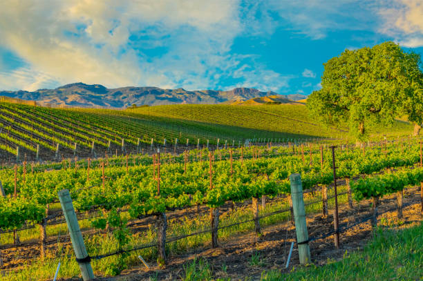istock Spring vineyard in the Santa Ynez Valley Santa Barbara, CA(P) 825714036