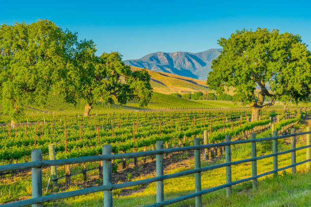 istock Spring vineyard in the Santa Ynez Valley Santa Barbara, CA(P) 825714082