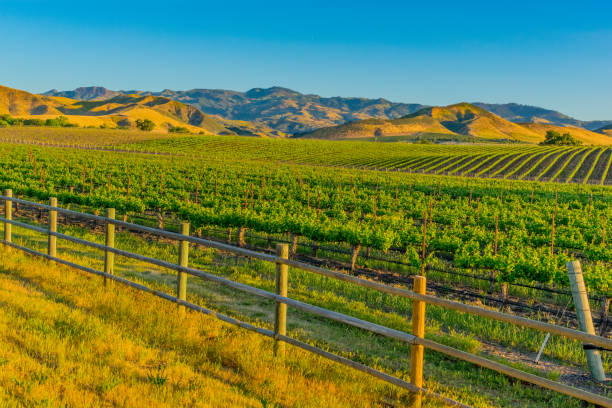 istock Spring vineyard in the Santa Ynez Valley Santa Barbara, CA(P) 825714112