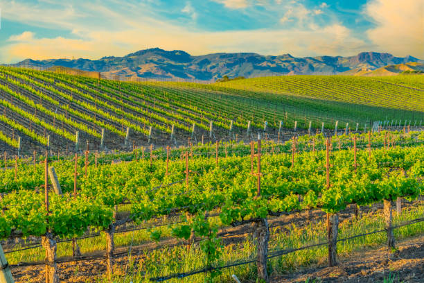 istock Spring vineyard in the Santa Ynez Valley Santa Barbara, CA(P) 825714176