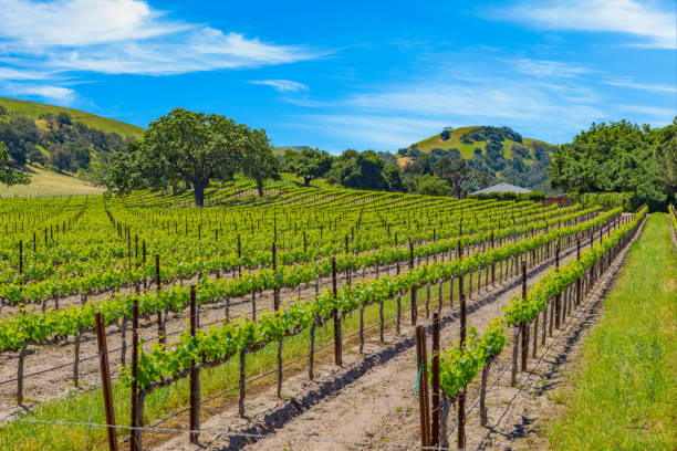 Spring vineyard in the Santa Ynez Valley Santa Barbara, CA Spring crop; wine country; rolling hills; rows of crops; lush vegetation; Travel destination; rolling vineyard; agricultural field vineyard california santa barbara county panoramic stock pictures, royalty-free photos & images