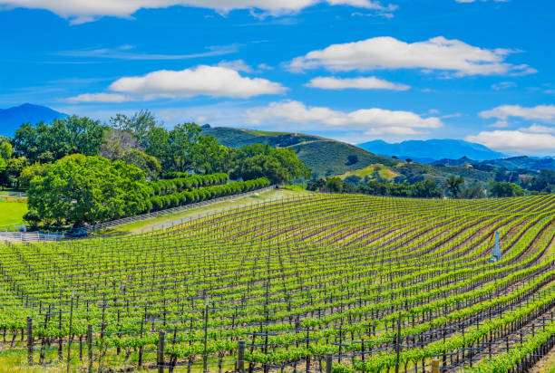 산타 ynez 계곡 산타 바바라, 캘리포니아 포도 원 봄 - vineyard california santa barbara county panoramic 뉴스 사진 이미지