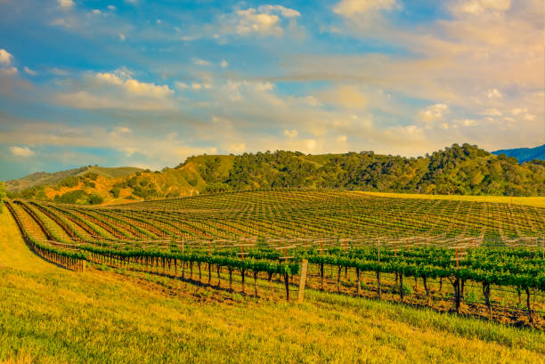 봄 포도 원에는 산타 ynez 계곡 산타 바바라, ca(p) - vineyard california santa barbara county panoramic 뉴스 사진 이미지