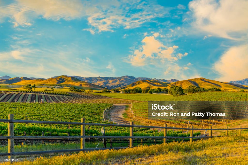 Spring vineyard in the Santa Ynez Valley Santa Barbara, CA Spring crop; wine country; rolling hills; rows of crops; lush vegetation; Travel destination; rolling vineyard; agricultural field California Stock Photo