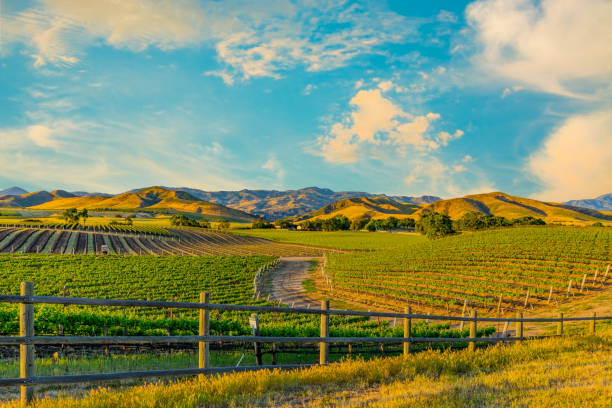 Spring vineyard in the Santa Ynez Valley Santa Barbara, CA Spring crop; wine country; rolling hills; rows of crops; lush vegetation; Travel destination; rolling vineyard; agricultural field winemaking photos stock pictures, royalty-free photos & images