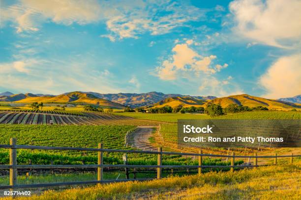 Spring Vineyard In The Santa Ynez Valley Santa Barbara Ca Stock Photo - Download Image Now