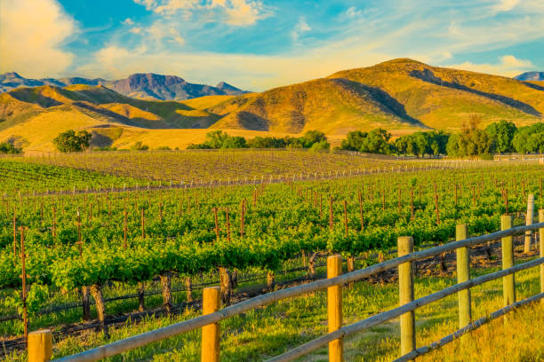 istock Spring vineyard in the Santa Ynez Valley Santa Barbara, CA(P) 825714416