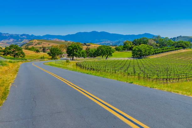 istock Spring vineyard in the Santa Ynez Valley Santa Barbara, CA 825714456