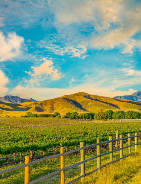 istock Spring vineyard in the Santa Ynez Valley Santa Barbara, CA(P) 825714526